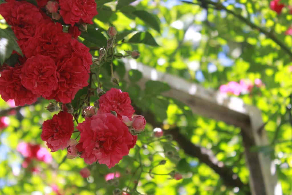 Apart Rose Garden San Martín de los Andes Dış mekan fotoğraf