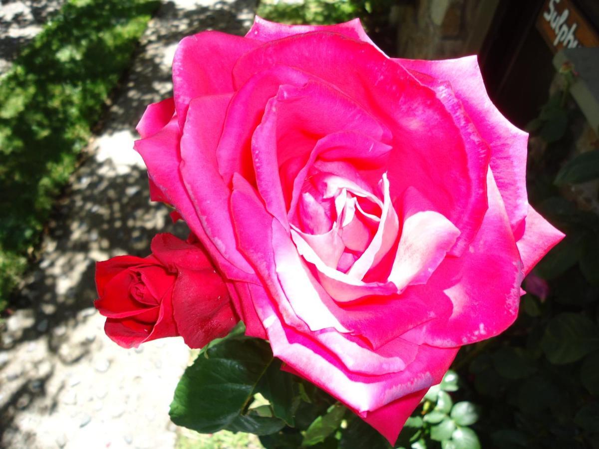 Apart Rose Garden San Martín de los Andes Dış mekan fotoğraf